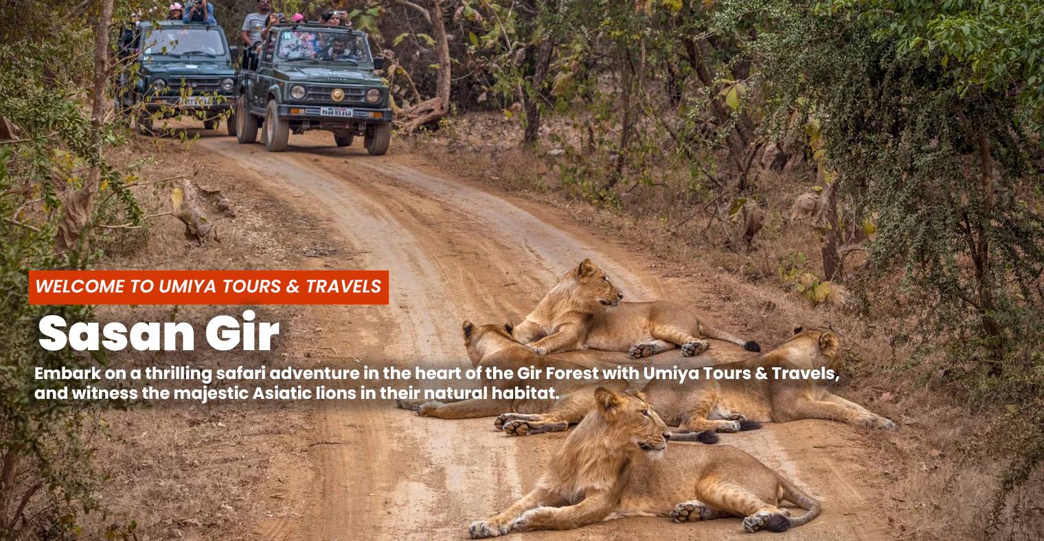 Sasan Gir National Park - Lion Safari Tour